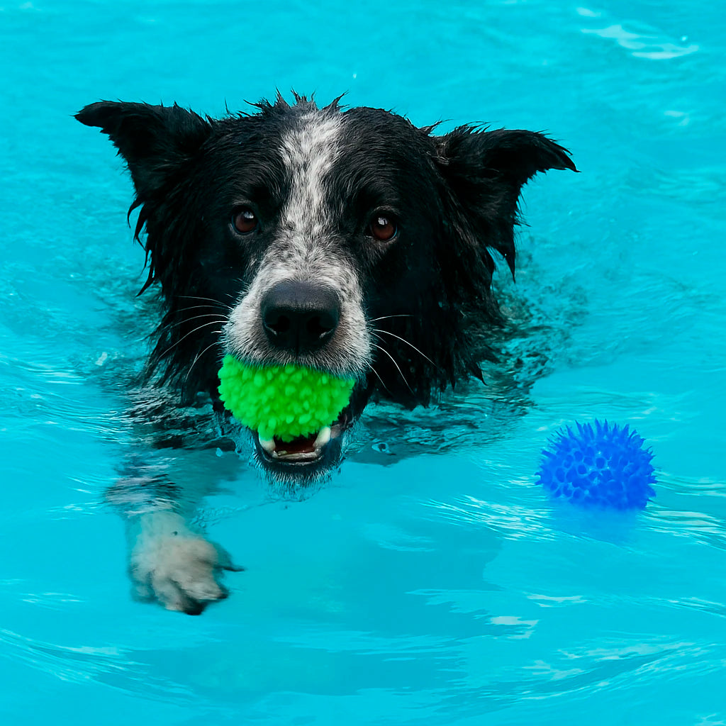 Pelota de Limpieza Dental para Perros